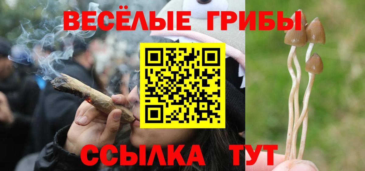 Псилоцибиновые грибы Psilocybe Новоалександровск